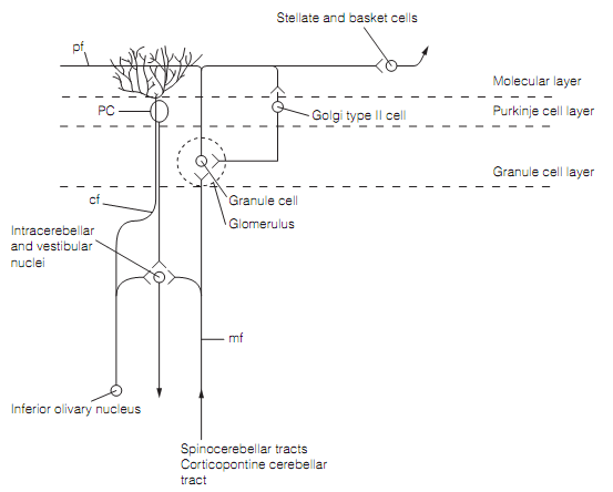 167_Inputs to the cerebellar cortex.png